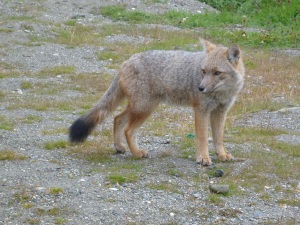 Fuegan fox - Parque Nacional Tierra del Fuego